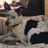 Pet sitter needed for overnights