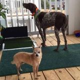 Looking for pet sitter in Dallas/FW Tx For 2 sweet furry babies....