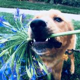 Fun and responsible dog sitting