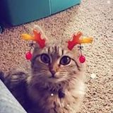 Searching for Pittston Petsitter, Pennsylvania Jobs