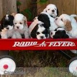 Pet Sitting And Day Care For Your Four Leged Child