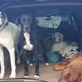 Lyndeborough Dog Walker and Pet Sitter Available For Work in New Hampshire