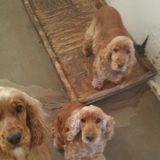 Live-in Dog and Human Caregiver