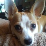 In need of a caring, gentle, loving and trustworthy pet sitter for my Chihuahua Hope Fox.