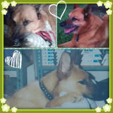 Fun & Reliable Pet Companion & Farm Sitter