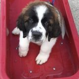 Creature care club local pet care service