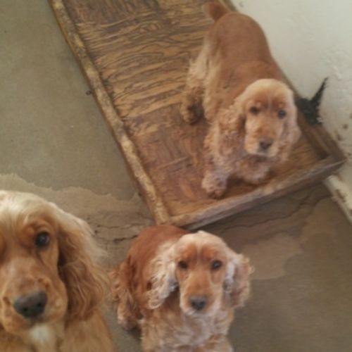 House Sitter Job John T's Profile Picture