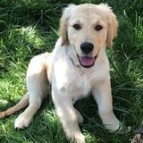 Well Trained Dog Sitter Needed Immediately