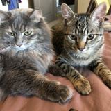 Cat mom looking for a friendly sitter in December