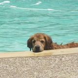 Dallas Animal Sitting Professional Interested In Being Hired