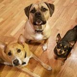 Licensed Veterinary Technician happy to pet sit!