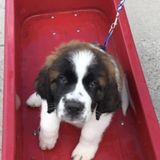 CREATURE CARE CLUB Offering A WIDE VARIETY of Pet Care services in Medicine Hat.
