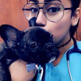 Pet Sitter Looking For Job Opportunities
