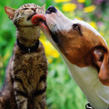 Ukiah, California Pet Care Provider