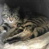 Cat Foster for Military Personnel Wanted in Virginia Beach