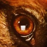 Seeking a Pet Sitting Opportunity in Cypress