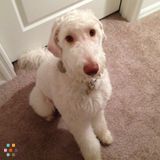Weekend dog sitter