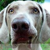 HomePetCare