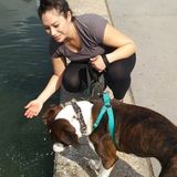 Careful Pet Service Provider Available Immediately