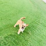 Looking for Knowledgeable Dog Sitting Professional in Pompano Beach
