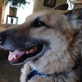 Searching for a Pet Sitter Opportunity in Nevada City with flexible hours.