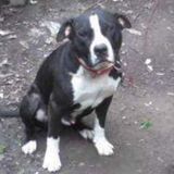 Skillful Pet Supervisor in Fort Wayne, Indiana