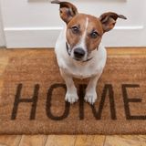For Hire: Skillful Pet Sitter in Stafford, Virginia
