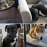 I'm Elijah. I offer all-breed walking, sitting, and possible home stay. I'm a life-long animal fan with experience to match!