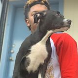 Waco Pet Sitting Professional Seeking Being Hired