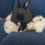 Bunnies, Bunnies, Just Bunnies and Horses too.