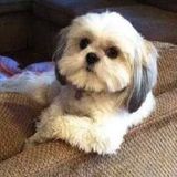 Chino Hills Pet Carer Interested In Job Opportunities in California
