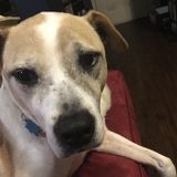 I love dogs and would love to help you out with yours