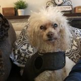 Dog sitter needed