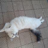 Experienced, loving animal care