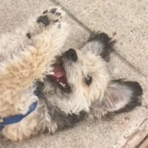 House Sitter Provider Alison G's Profile Picture