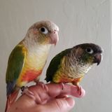 Job Posting: a Skillful Bird Sitting Professional in North Las Vegas, Nevada