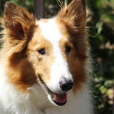 If your pet likes walks, playing with toys, learning new skills, then send me a text!