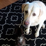 Happy at home pet sItting 35 years in busIness