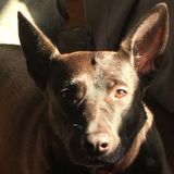 Great with all sorts of pets! Willing to petsit cats, dogs, rodents, etc.