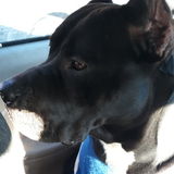 Looking For a Pet Sitter Job in marion nc