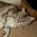 Sibbie's Pet Sitting
