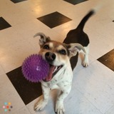 Loving, Reliable and Trusted Pet Care