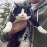 Care for 1 cat - 8/3-8/13