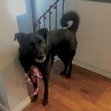 Petsitter That Loves Animals!