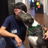 Pet Sitter, Walker and Trainer