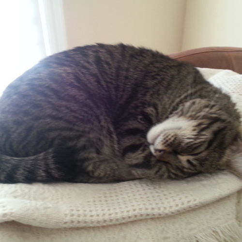 Pet Care Job Maureen Robert's Profile Picture