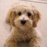 Employing Vancouver Housesitter