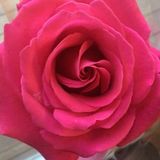 Disciplined House Cleaner in Keswick, Ontario