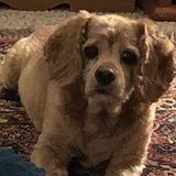 Well Trained Dog Sitter for Your Home