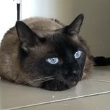 Available: Great Animal Lover in Aventura